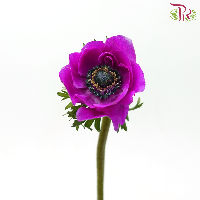 Anemone Hupehensis - Mardi Gras (Per Bunch) ***FRAGILE-Purple-China-prflorist.com.my