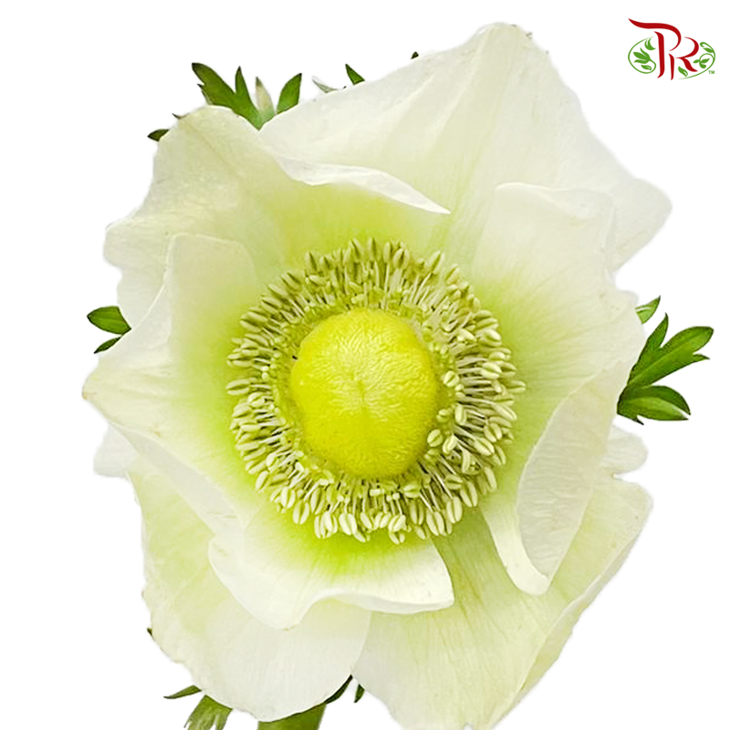 Anemone Hupehensis Pastel Green - (9-10 Stems) ***FRAGILE-White-China-prflorist.com.my