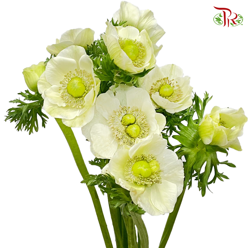 Anemone Hupehensis Pastel Green - (9-10 Stems) ***FRAGILE-White-China-prflorist.com.my