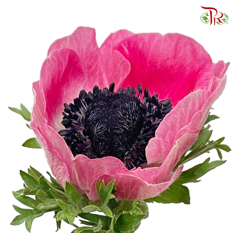 Anemone Hupehensis Pink - (Per Bunch) ***FRAGILE-Pink-China-prflorist.com.my