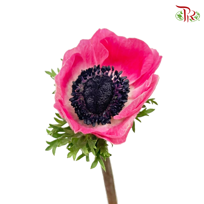 Anemone Hupehensis Pink - (Per Bunch) ***FRAGILE-Pink-China-prflorist.com.my