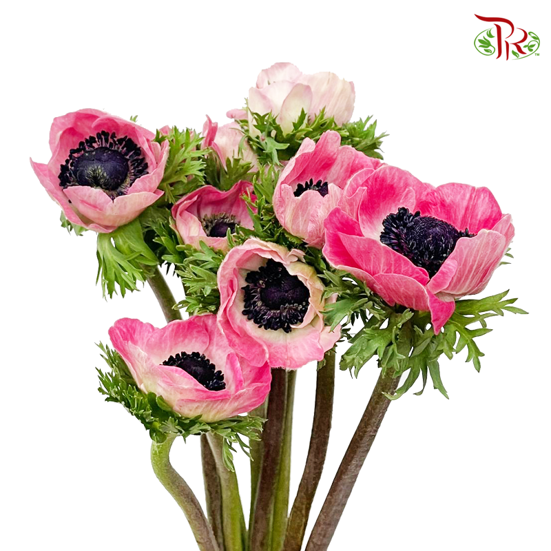 Anemone Hupehensis Pink - (Per Bunch) ***FRAGILE-Pink-China-prflorist.com.my