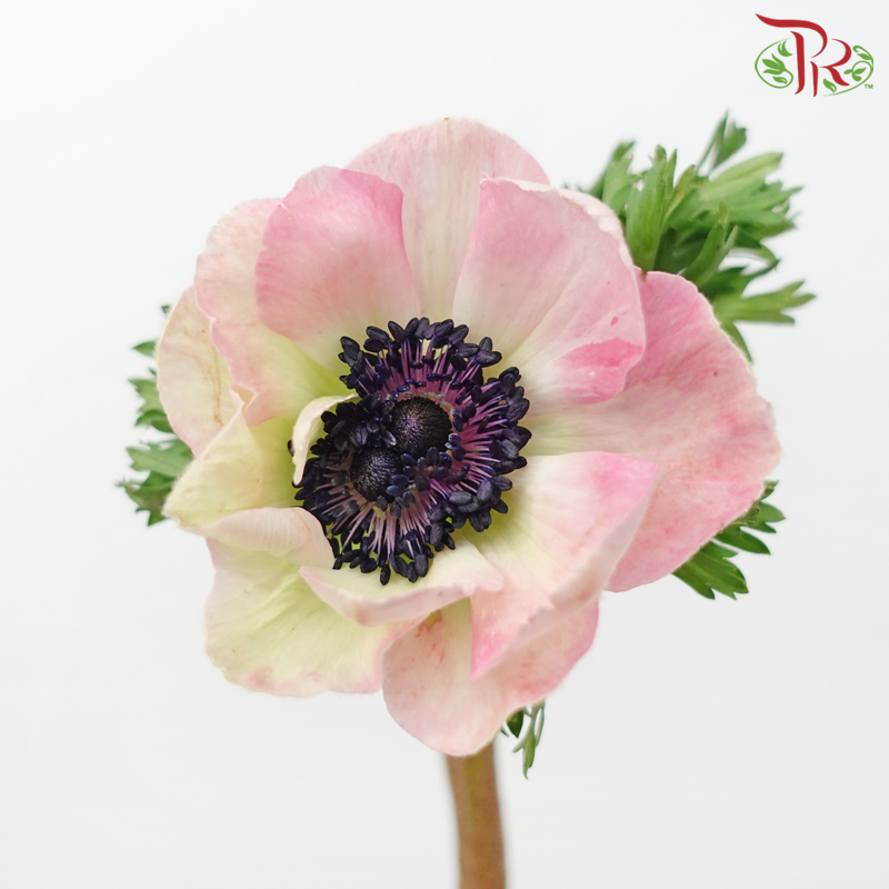 Anemone Hupehensis - Pink Shade of Red (Per Bunch) ***FRAGILE-Pink Shade of Red-China-prflorist.com.my