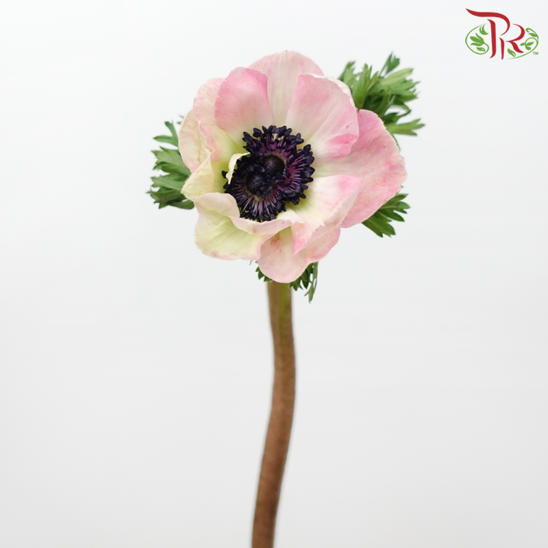 Anemone Hupehensis - Pink Shade of Red (Per Bunch) ***FRAGILE-Pink Shade of Red-China-prflorist.com.my