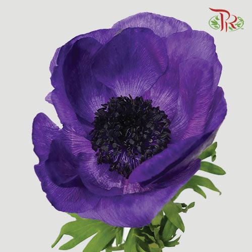 Anemone Hupehensis - Purple (Per Bunch) ***FRAGILE-Purple-China-prflorist.com.my