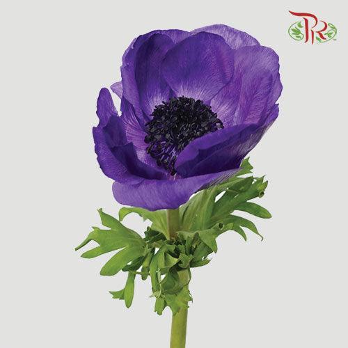 Anemone Hupehensis - Purple (Per Bunch) ***FRAGILE-Purple-China-prflorist.com.my