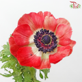 Anemone Hupehensis - Red (Per Bunch) ***FRAGILE-Red-China-prflorist.com.my