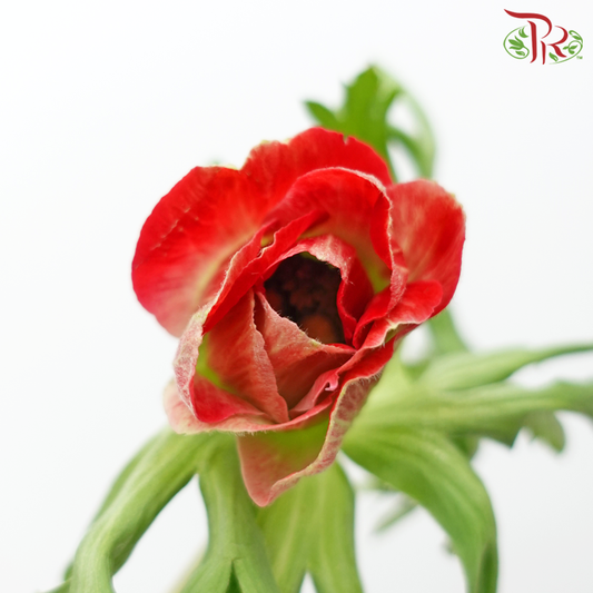 Anemone Hupehensis - Red Tone (Per Bunch) ***FRAGILE-Red Tone-China-prflorist.com.my