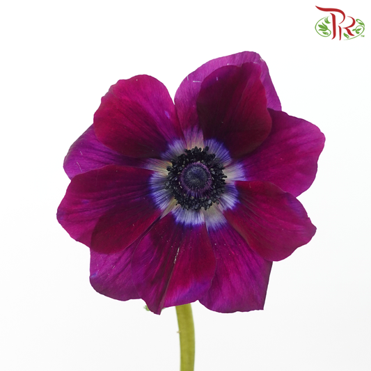 Anemone Hupehensis - Wine Red (Per Bunch)) ***FRAGILE-Wine Red-China-prflorist.com.my