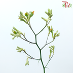 Anighozanthos Kangaroo Paw - Green (Per Bunch)-Green-China-prflorist.com.my