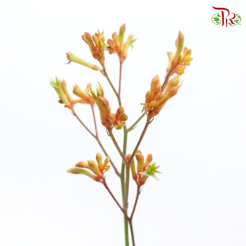 Anighozanthos Kangaroo Paw - Orange (Per Bunch)-Orange-China-prflorist.com.my