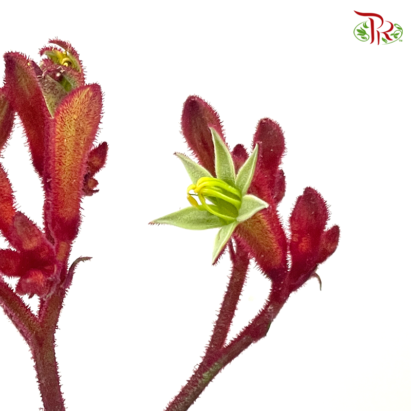 Anighozanthos Kangaroo Paw - Red (Per Bunch)-Red-China-prflorist.com.my