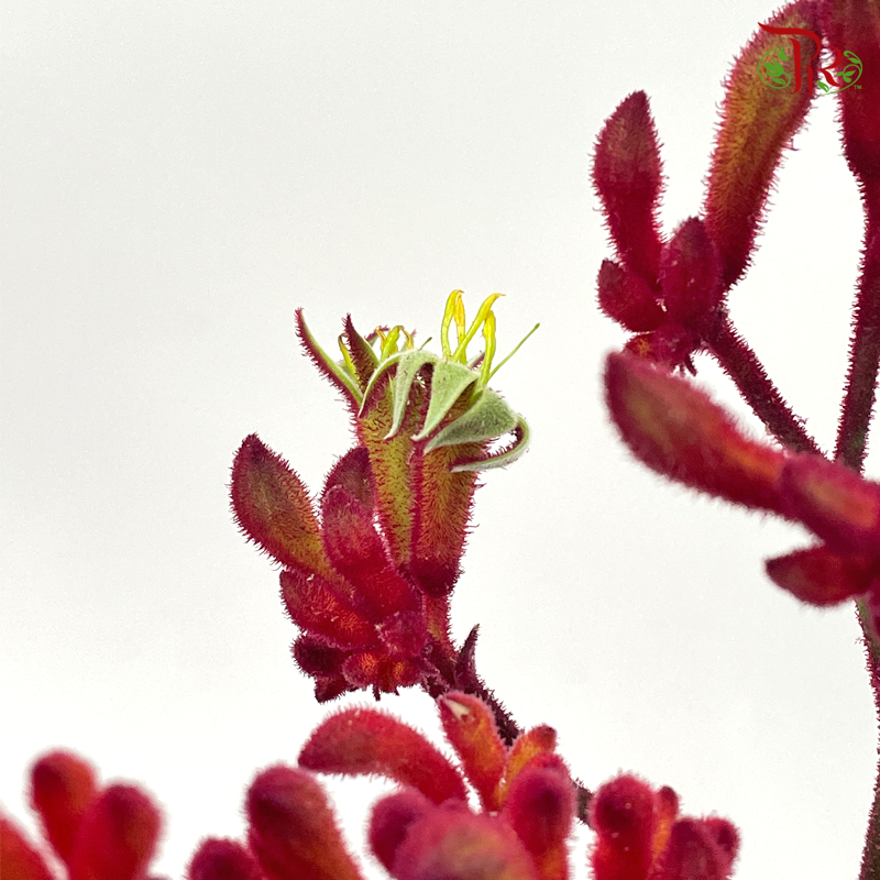 Anighozanthos Kangaroo Paw - Red (Per Bunch)-Red-China-prflorist.com.my