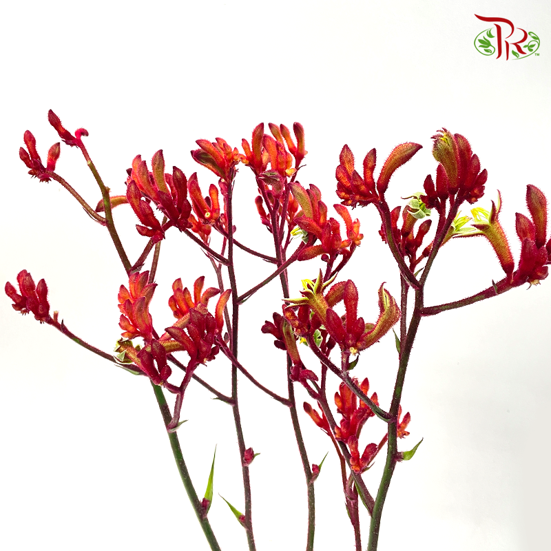 Anighozanthos Kangaroo Paw - Red (Per Bunch)-Red-China-prflorist.com.my