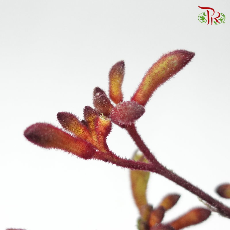 Anighozanthos Kangaroo Paw - Red (Per Bunch)-Red-China-prflorist.com.my