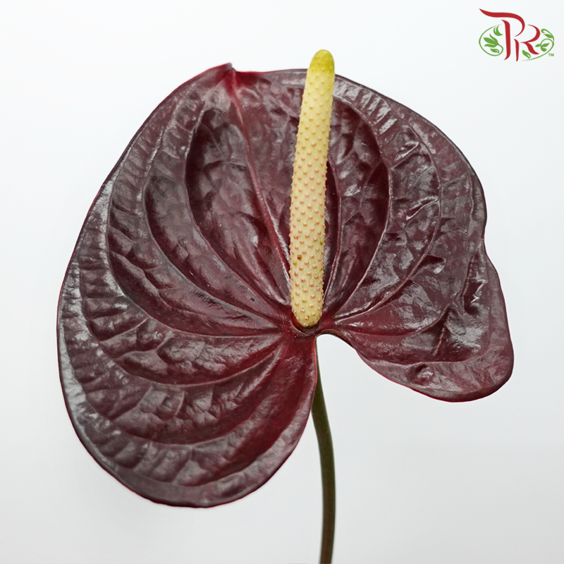 Anthurium Calisto - L (Per Stem)-Calisto-Malaysia-prflorist.com.my