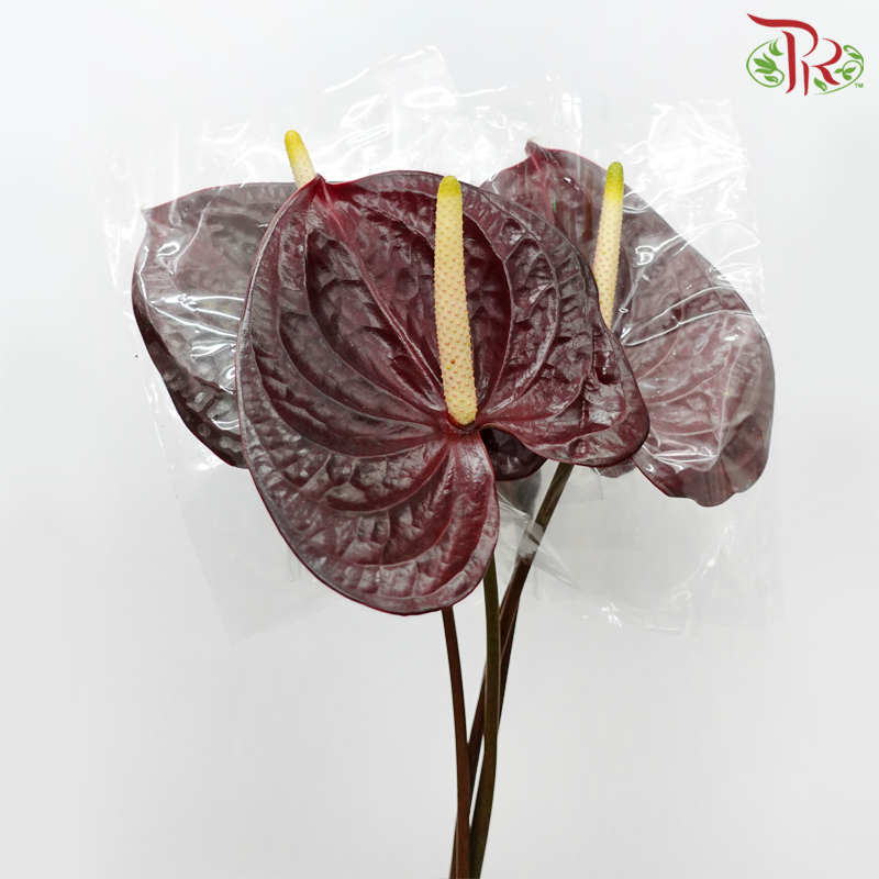 Anthurium Calisto - L (Per Stem)-Calisto-Malaysia-prflorist.com.my