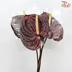 Anthurium Calisto - L (Per Stem)-Calisto-Malaysia-prflorist.com.my
