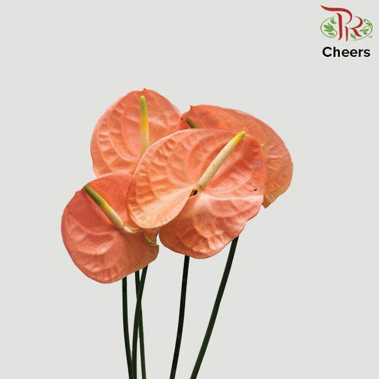 Anthurium Cheers - M (Per Stem)-Peach-Malaysia-prflorist.com.my