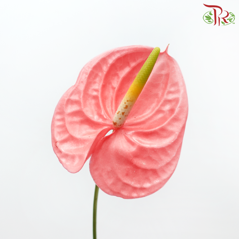 Anthurium Cheers - S (Per Stem)-Peach-Malaysia-prflorist.com.my