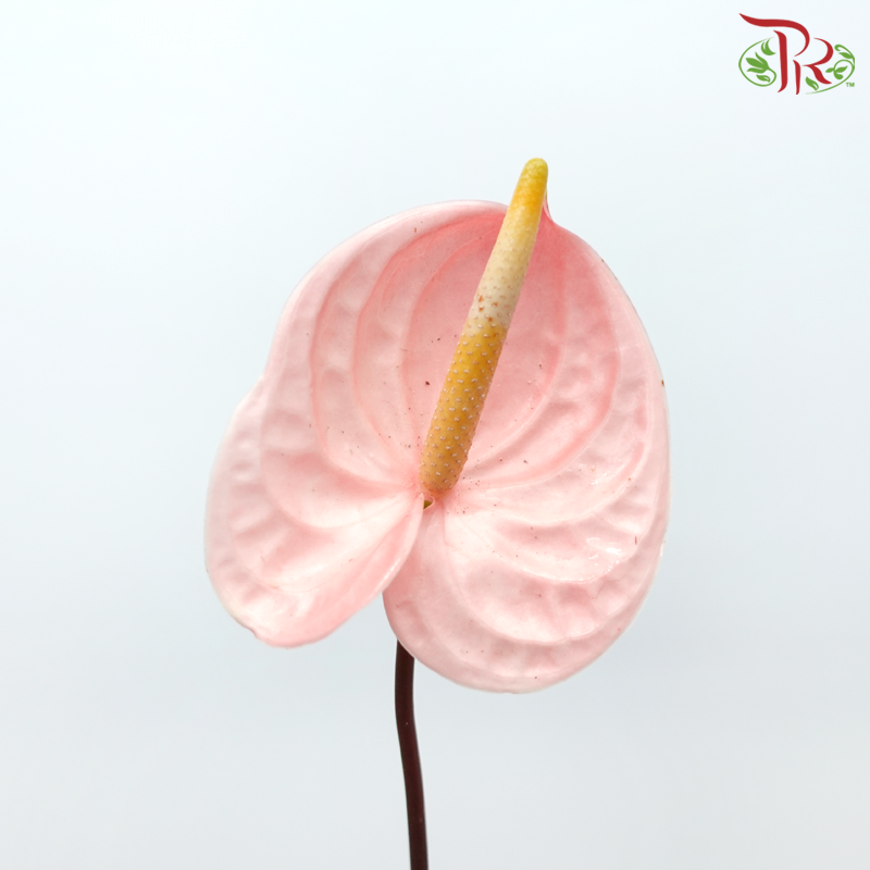 Anthurium Cheers - S (Per Stem)-Peach-Malaysia-prflorist.com.my