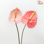 Anthurium Cheers - S (Per Stem)-Peach-Malaysia-prflorist.com.my