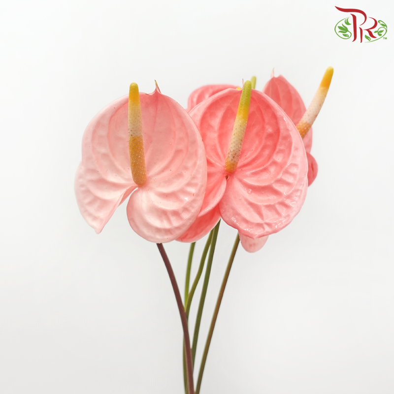 Anthurium Cheers - S (Per Stem)-Peach-Malaysia-prflorist.com.my