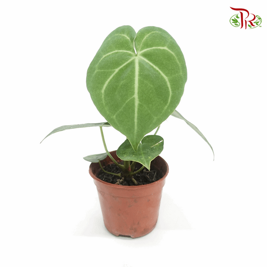 Anthurium Clarinervium《克莱恩水晶花烛》-Pudu Ria Florist-prflorist.com.my