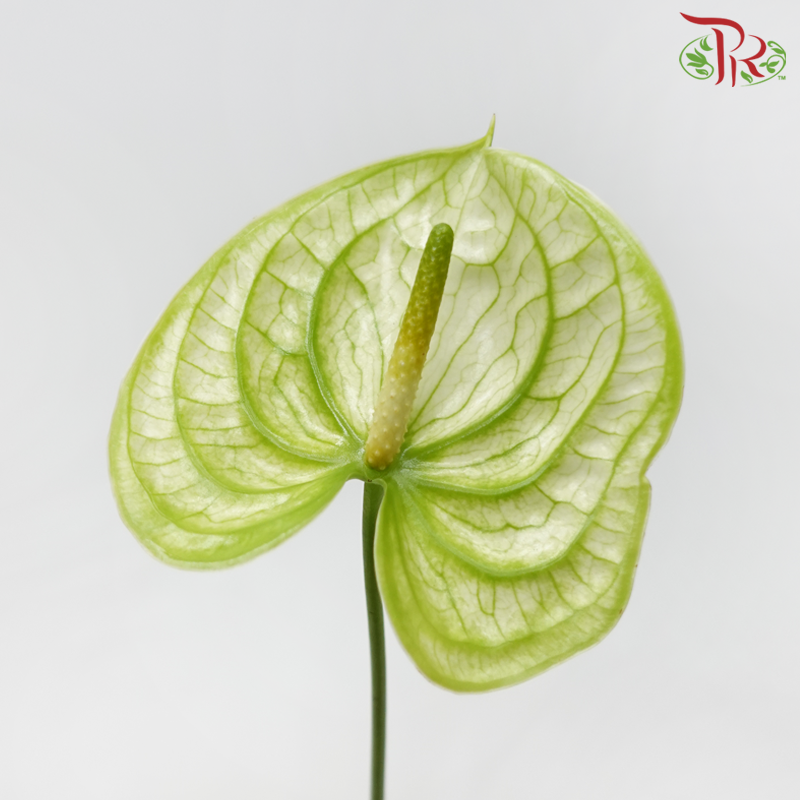 Anthurium Extase Green - S (Per Stem)-Green-Malaysia-prflorist.com.my