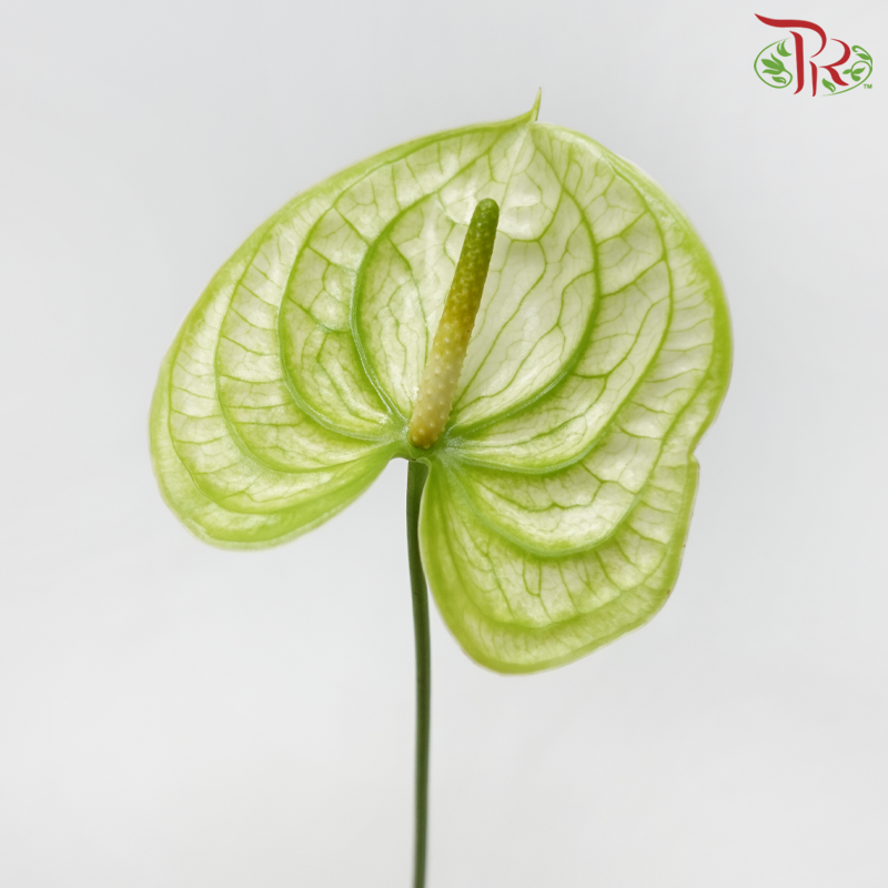 Anthurium Extase Green - S (Per Stem)-Green-Malaysia-prflorist.com.my