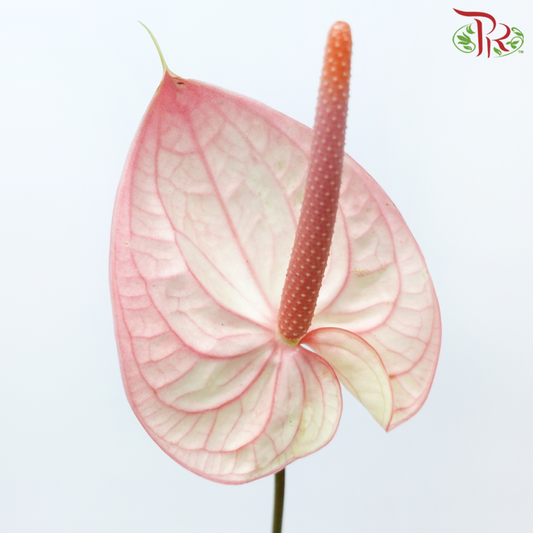 Anthurium Flamingo Pink - M (Per Stem)-Peach-Malaysia-prflorist.com.my