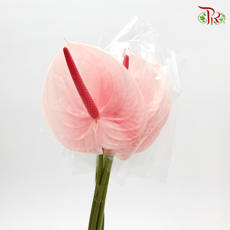 Anthurium Flamingo Pink - M (Per Stem)-Pink-Malaysia-prflorist.com.my
