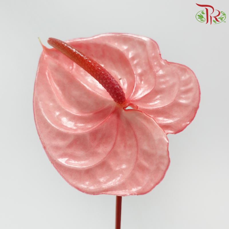 Anthurium Flamingo Pink - M (Per Stem)-Pink-Malaysia-prflorist.com.my