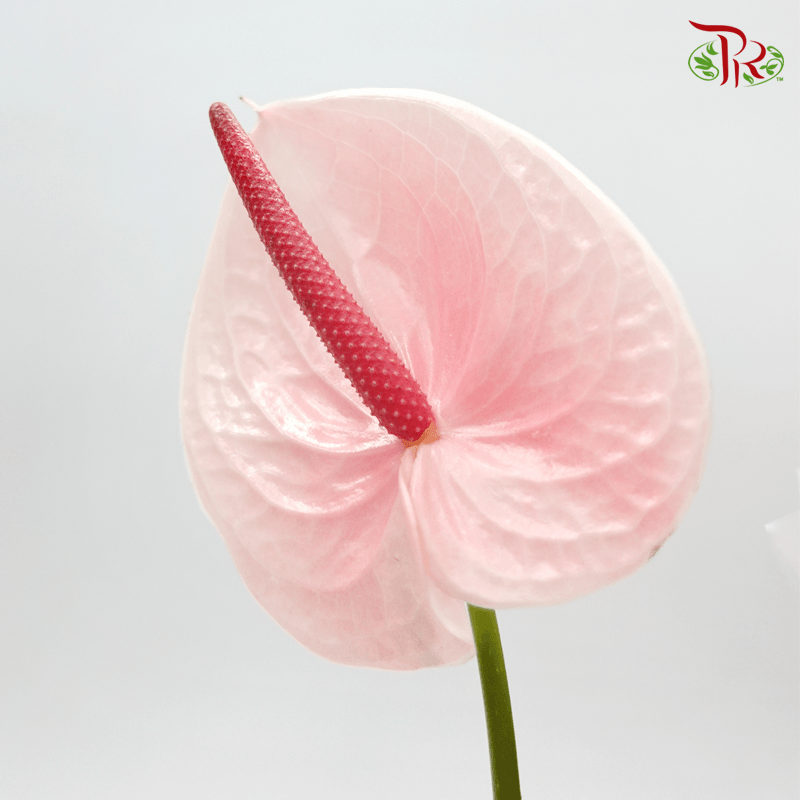 Anthurium Flamingo Pink - M (Per Stem)-Pink-Malaysia-prflorist.com.my