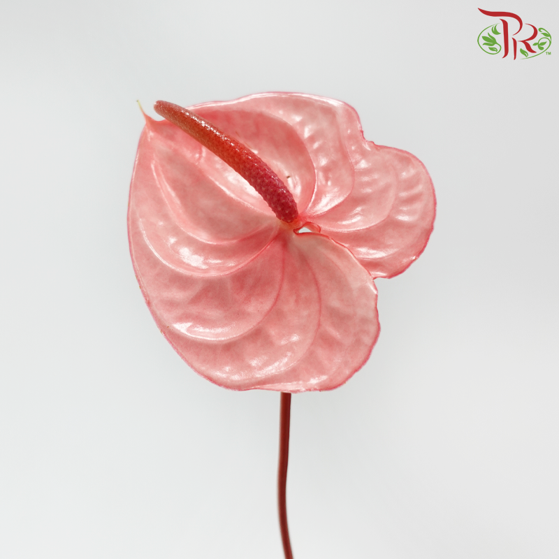 Anthurium Flamingo Pink - M (Per Stem)-Pink-Malaysia-prflorist.com.my