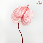 Anthurium Flamingo Pink - S (Per Stem)-Pink-Malaysia-prflorist.com.my