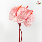 Anthurium Flamingo Pink - S (Per Stem)-Pink-Malaysia-prflorist.com.my