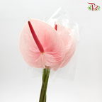 Anthurium Flamingo Pink - S (Per Stem)-Pink-Malaysia-prflorist.com.my