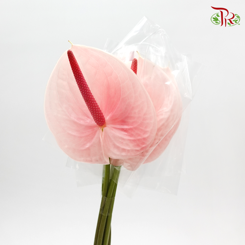 Anthurium Flamingo Pink - S (Per Stem)-Pink-Malaysia-prflorist.com.my
