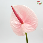 Anthurium Flamingo Pink - S (Per Stem)-Pink-Malaysia-prflorist.com.my