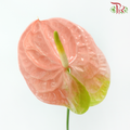 Anthurium Joli Peach - L (Per Stem)-Champagne / Peach-Malaysia-prflorist.com.my