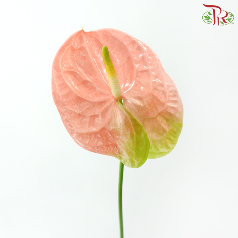 Anthurium Joli Peach - L (Per Stem)-Champagne / Peach-Malaysia-prflorist.com.my