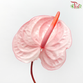 Anthurium Light Flamingo Pink - L (Per Stem)-Pink-Malaysia-prflorist.com.my