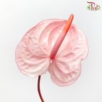 Anthurium Light Flamingo Pink - L (Per Stem)-Pink-Malaysia-prflorist.com.my