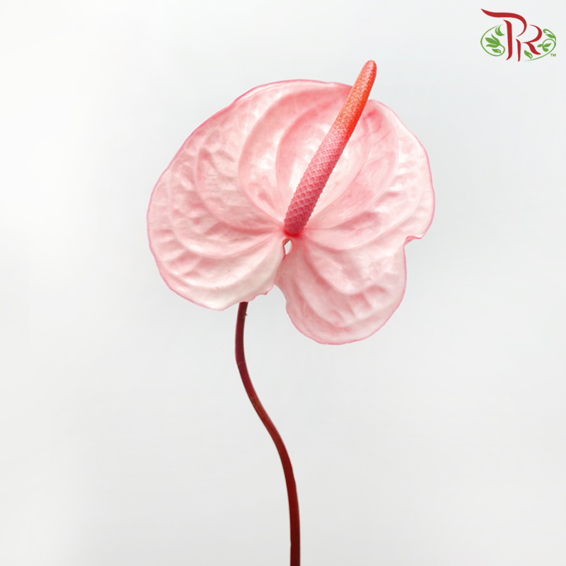 Anthurium Light Flamingo Pink - L (Per Stem)-Pink-Malaysia-prflorist.com.my