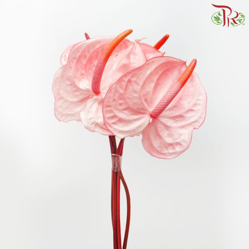 Anthurium Light Flamingo Pink - L (Per Stem)-Pink-Malaysia-prflorist.com.my