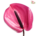 Anthurium Magenta Purple - L (Per Stem)-Purple-Malaysia-prflorist.com.my