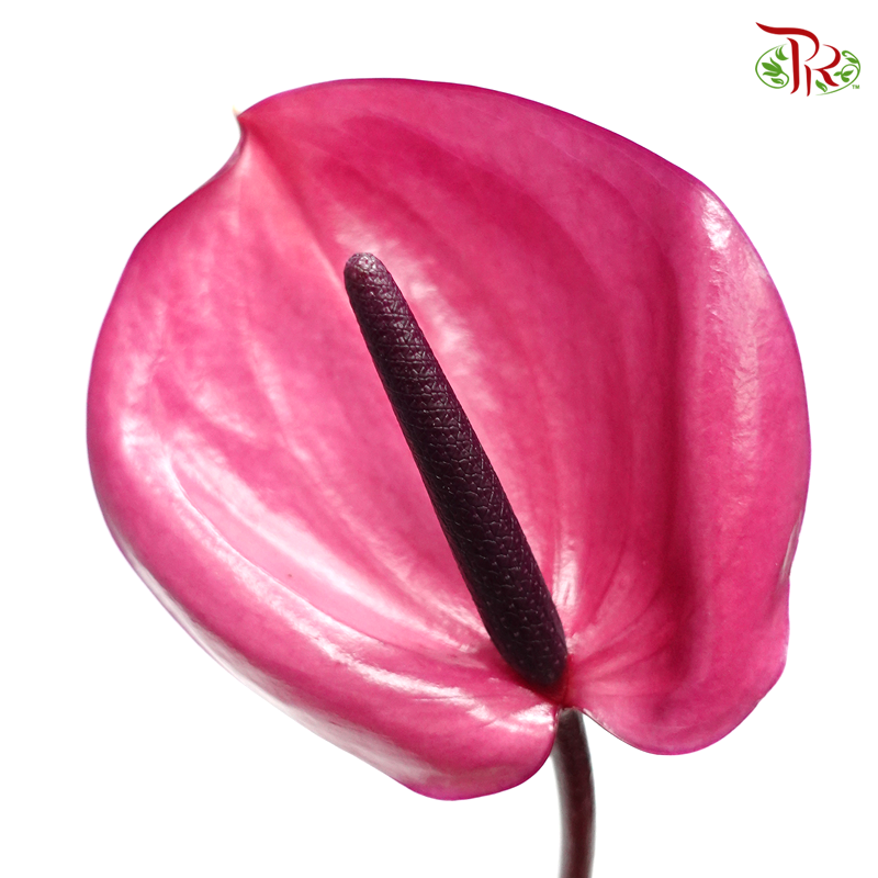 Anthurium Magenta Purple - L (Per Stem)-Purple-Malaysia-prflorist.com.my