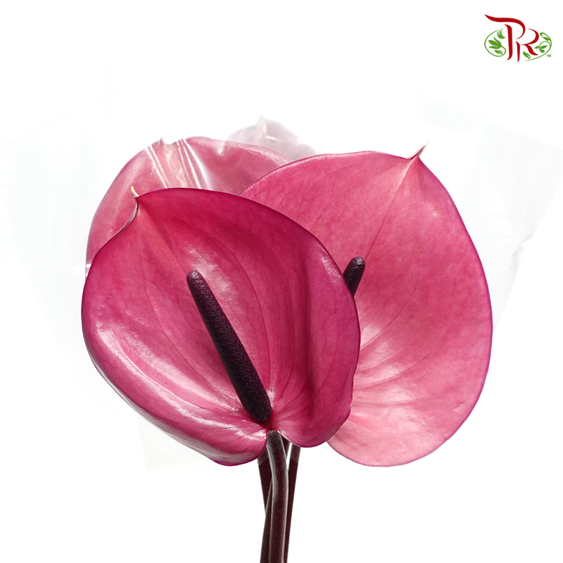 Anthurium Magenta Purple - L (Per Stem)-Purple-Malaysia-prflorist.com.my