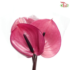 Anthurium Magenta Purple - SS (Per Stem)-Purple-Malaysia-prflorist.com.my